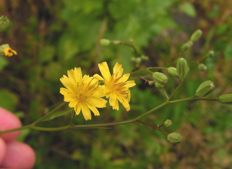 Lapsana communis / Lassana comune